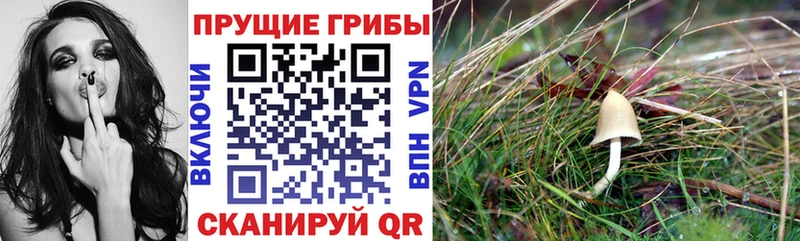 Галлюциногенные грибы Magic Shrooms  где найти   Арск 