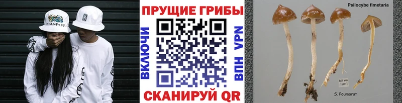 Псилоцибиновые грибы Cubensis Арск
